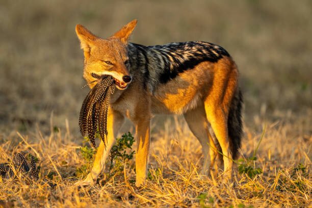 Game drive  in Chobe