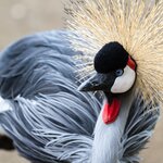 Birders will want to flock to Murchison Falls to seek out the grey crowned crane