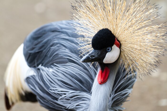 Birders will want to flock to Murchison Falls to seek out the grey crowned crane