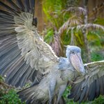 Cruise through Mabamba Swamp to look for the majestic shoebill