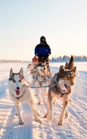 Husky Safari (5km)
