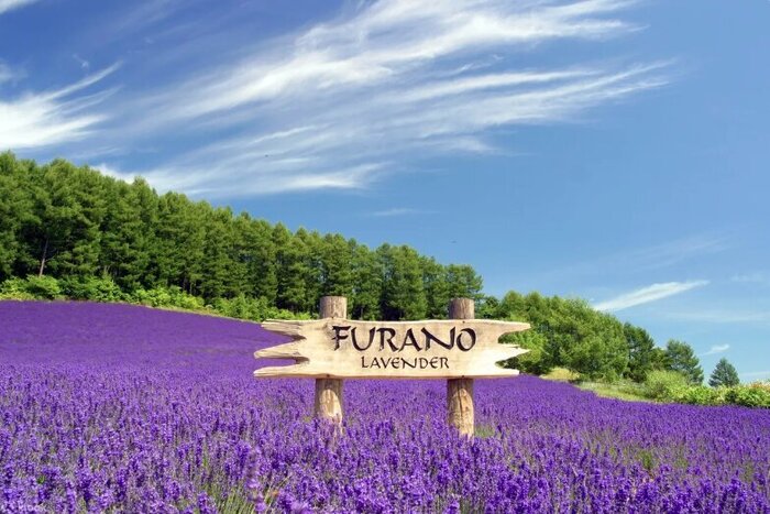 Day Trip to Furano from Sapporo