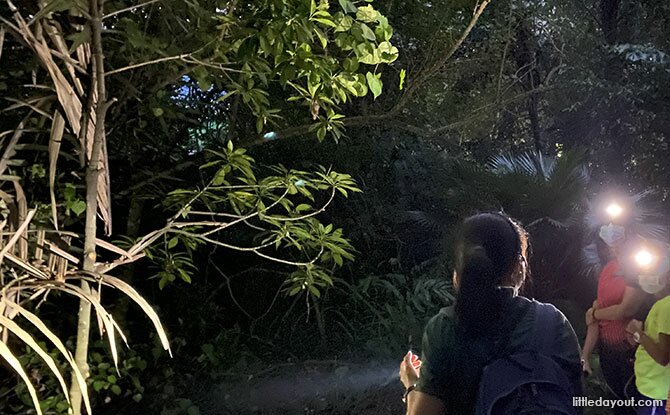 Night Walk at Taman Negara