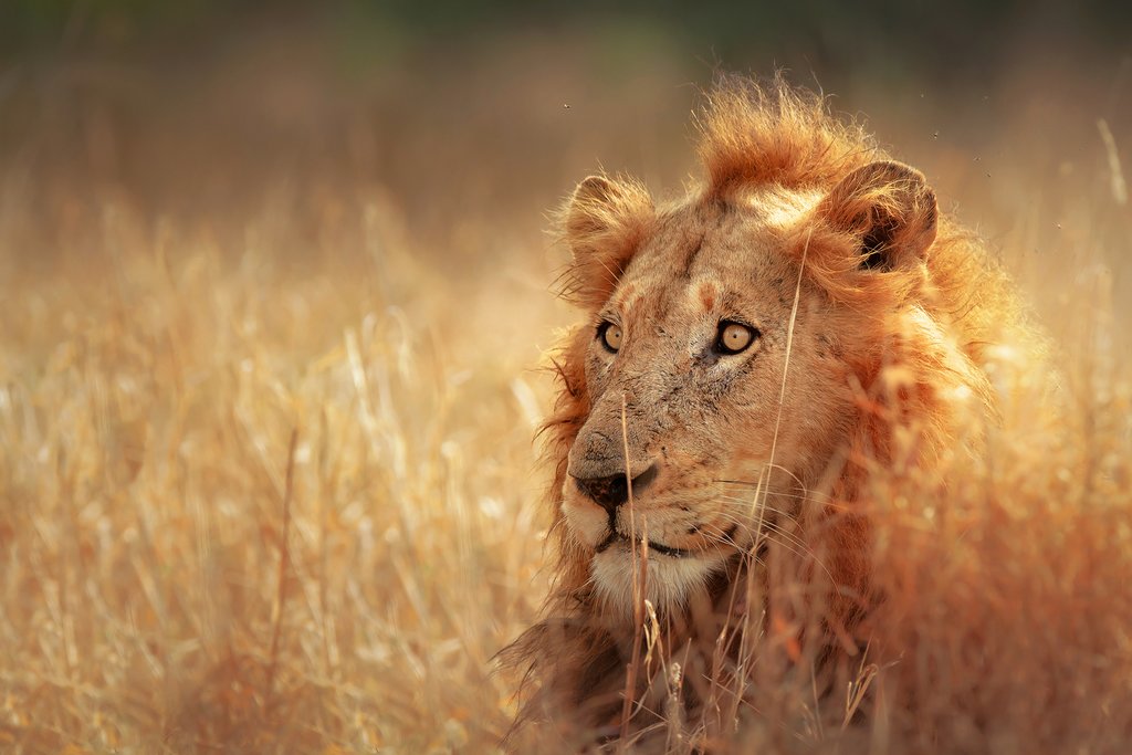 Mature male lion