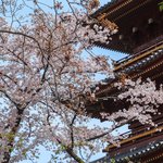 Springtime cherry blossoms in Japan fram Kanei-ji pagoda in Tokyo's Ueno Park