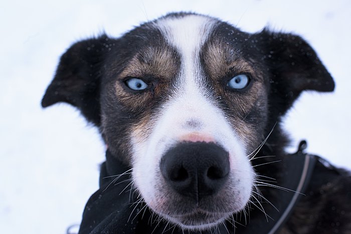 Early Husky Sledding (Oct-Nov)