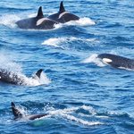 Whale Watching in Ólafsvík