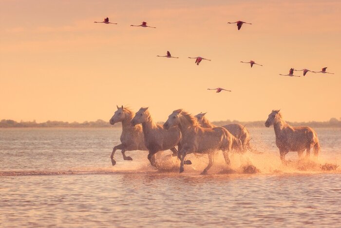 See the famous white horses of Camargue National Park on this quick but immersive six-day getaway