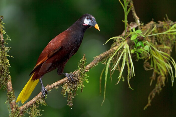 Private Birding at Rancho Naturalista