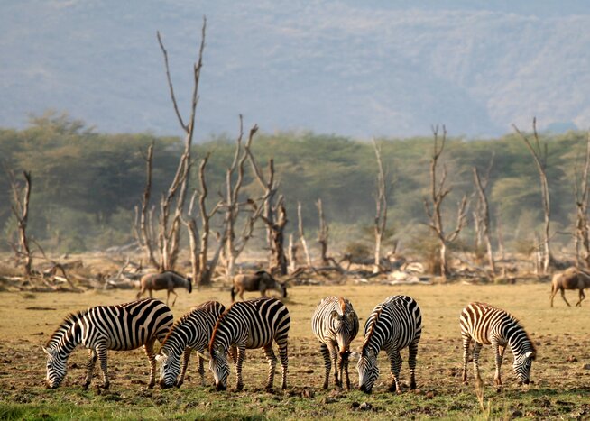 Lake National Manyara