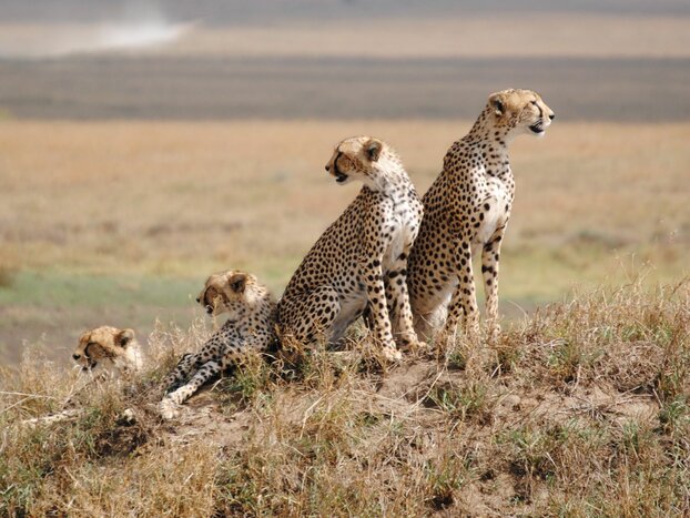 Drive to Serengeti National Park