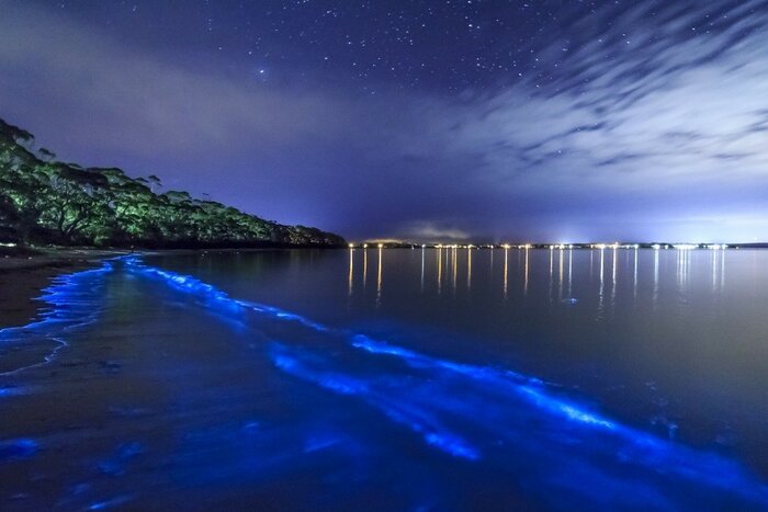 Night tours of marine bioluminescence.