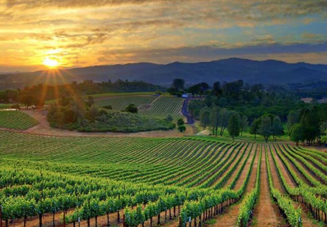 Hunter Valley Wine Tasting Day Tour