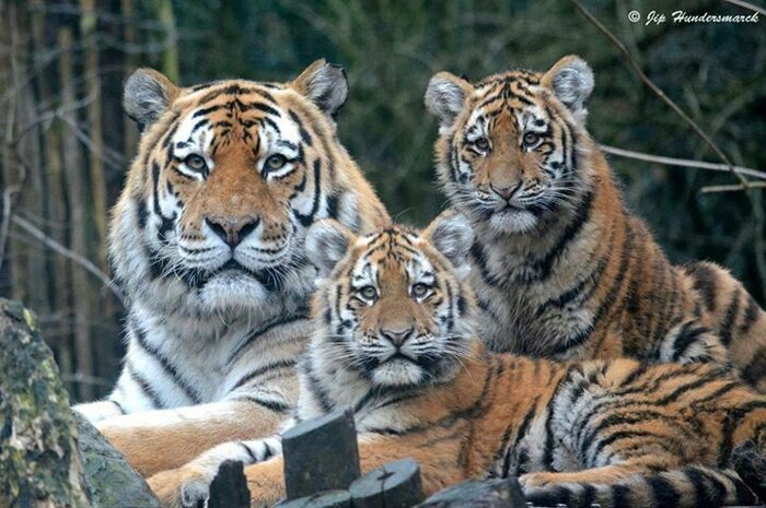 Tiger Kingdom Chiang Mai