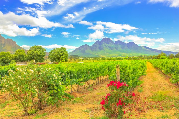 Vineyard in Stellenbosch, South Africa