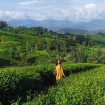 Explore some of Sri Lanka's lush tea plantations in Hatton, Ella, Nuwara Eliya, and Galle