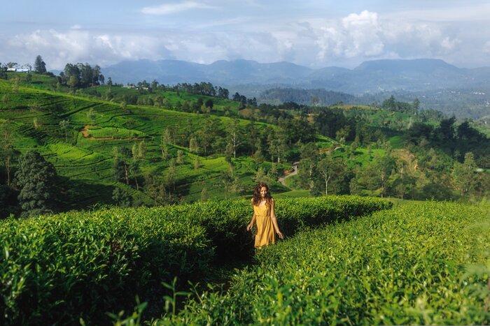 Explore some of Sri Lanka's lush tea plantations in Hatton, Ella, Nuwara Eliya, and Galle
