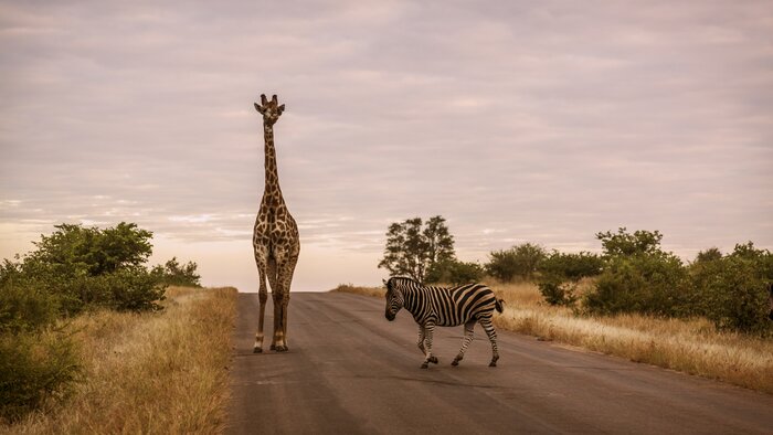 Look for zebras and giraffes comingling in Kruger National Park