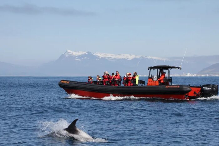 Reykjavik Premium Whale Watching