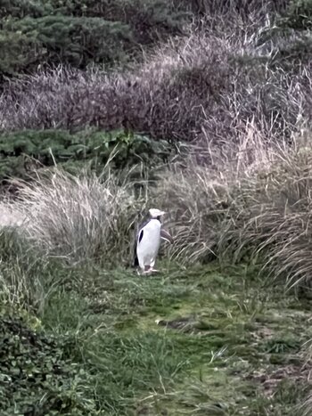 Meet Yellow Eyed Penguins 