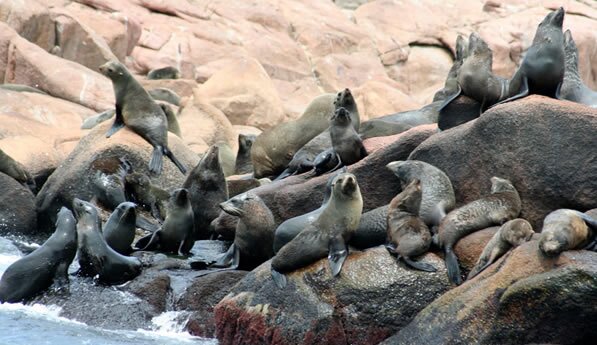 Isla de Lobos nature experience
