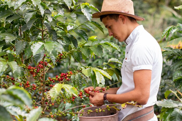 Go behind the scenes in the Zona Cafetera with a private coffee farm experience