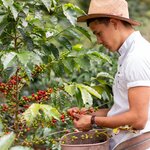 Go behind the scenes in the Zona Cafetera with a private coffee farm experience