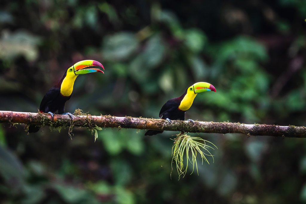 Toucans on a tree branch in the jungle