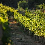 Sample local wines in the Konavle Valley