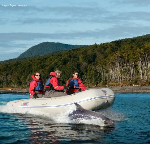 Explore the Wildlife of the Magellan Strait