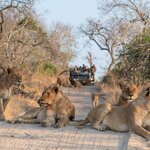 Spend three days exploring Kruger National Park on game drives and walks