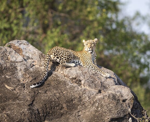 Afternoon game viewing drive