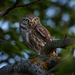 Spot animals in Wadi Mujib Biosphere Reserve on a highlights itinerary