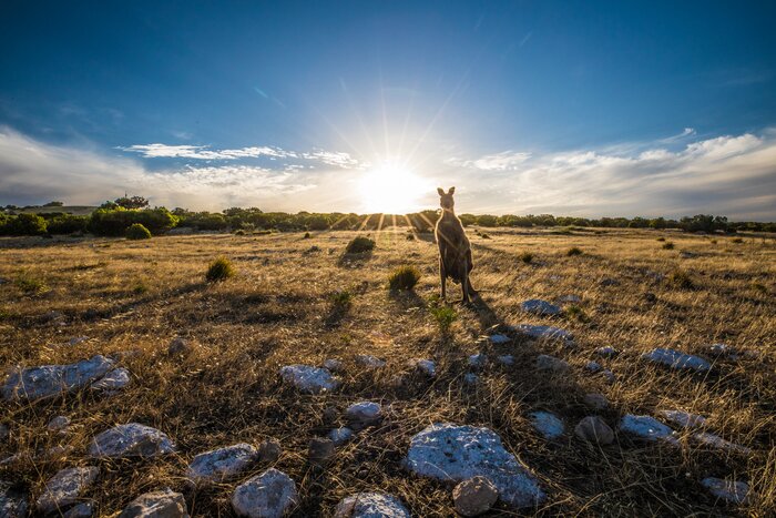Ultimate Kangaroo Island Tour (Day 1)