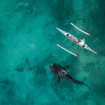 Swim with whale sharks off in Donsol Bay