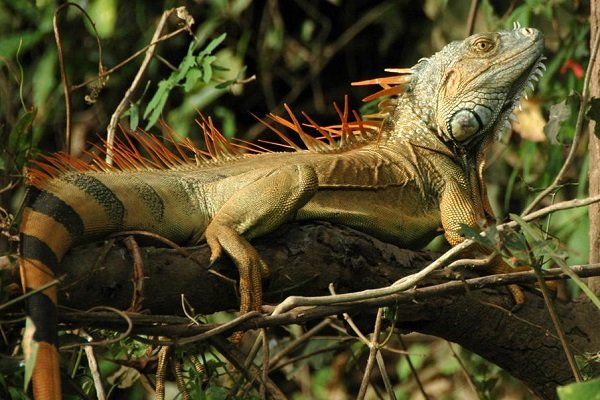 Rainforest Guided Hike