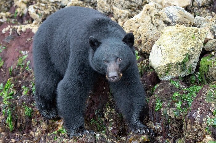 Bear Watching Boat Tour