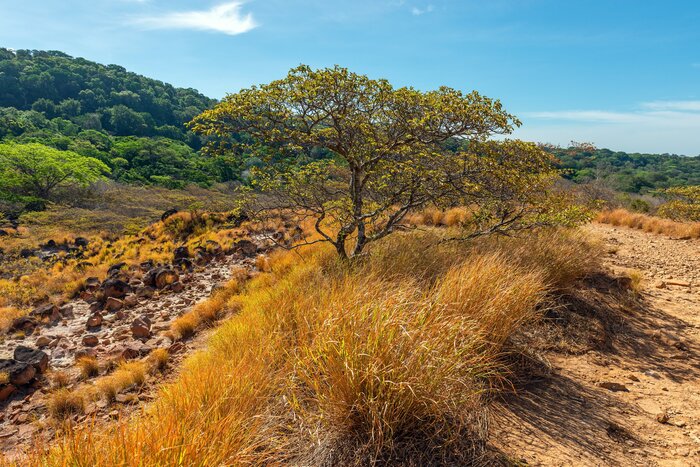 Go off the beaten path and discover Guanacaste trees in Rincon de la Vieja