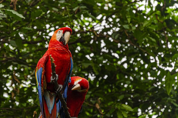 See colorful macaws in the Amazon