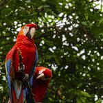 See colorful macaws in the Amazon