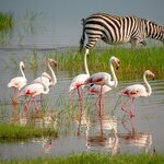 Your 10-day safari ends with game drives and wildlife spotting on the floor of the Ngorongoro Crater