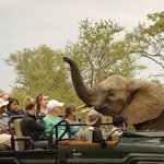 Elephants may come very close to the vehicles 