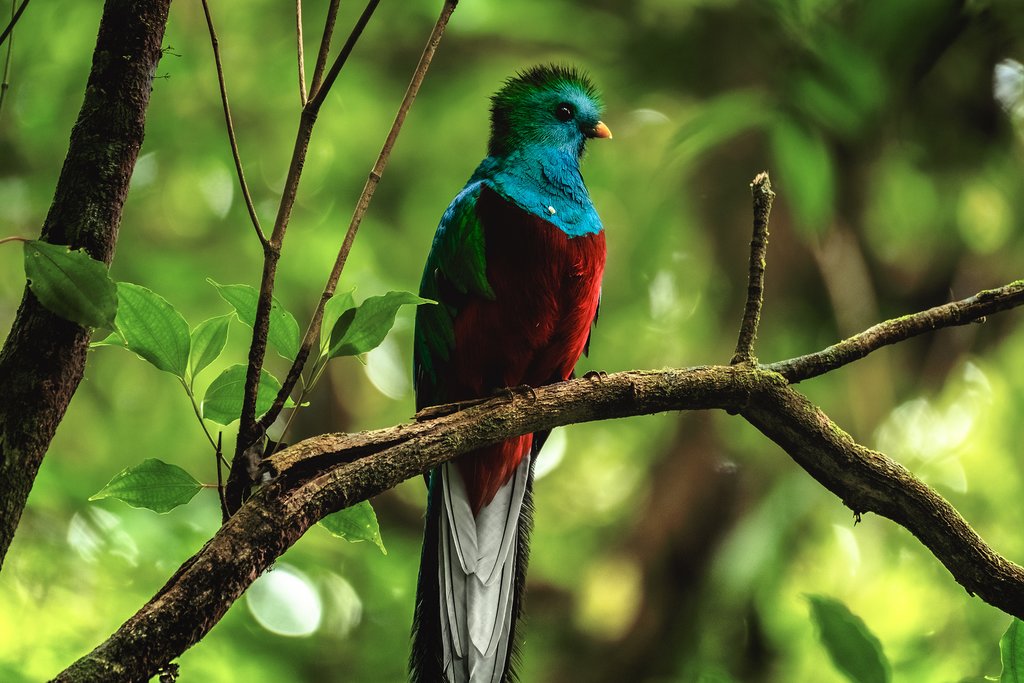 The resplendent quetzal