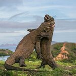 Spot dinosaur-like Komodo dragons as you cruise from island to island in Komodo National Park