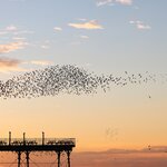A murmuration of starlings above Aberystwyth's pier