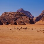 Camel caravan and bedouin in the Wadi Rum desert, Jordan