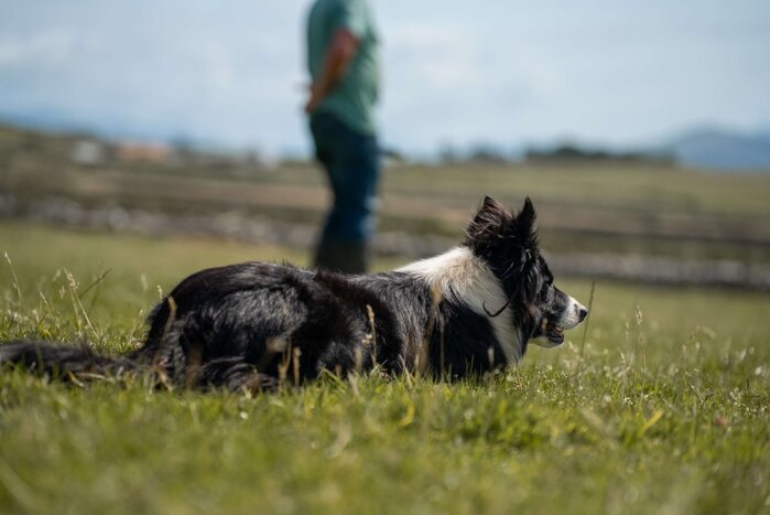 Highland Sheepdog Experience