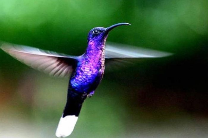 Private: Half-day Guide Tour in Curi-Cancha Reserve