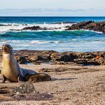 Sea lions in the Galapagos