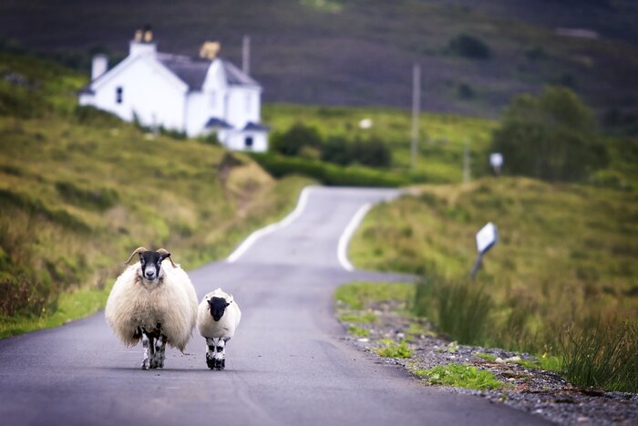 Traffic in the Scottish Highlands
